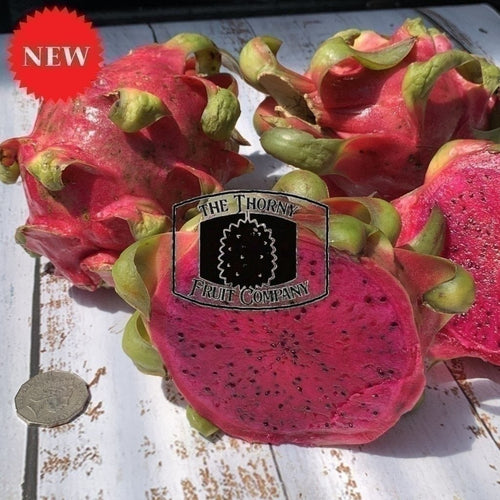 Australian Red Dragon Fruit. Pitaya. Buah Naga Mas - The Thorny Fruit Co