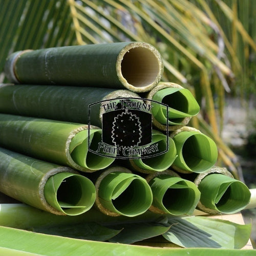 Fresh QLD Bamboo. Buluh. Bumbong - The Thorny Fruit Co